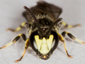 Hylaeus pectoralis